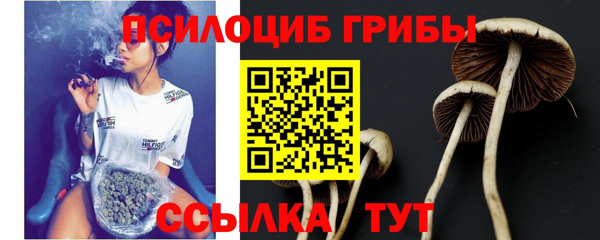 Россошь  Псилоцибиновые грибы Cubensis  Вход с VPN 